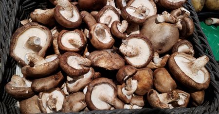 Pełno ich w lasach. Hamują produkcję cholesterolu w wątrobie