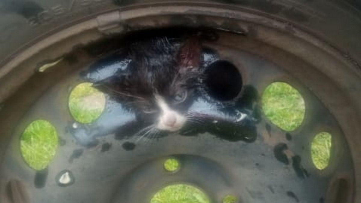 Kot utknął w feldze