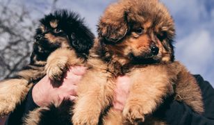 Najdroższa rasa psów na świecie. Nawet 15 tys. zł za szczeniaka