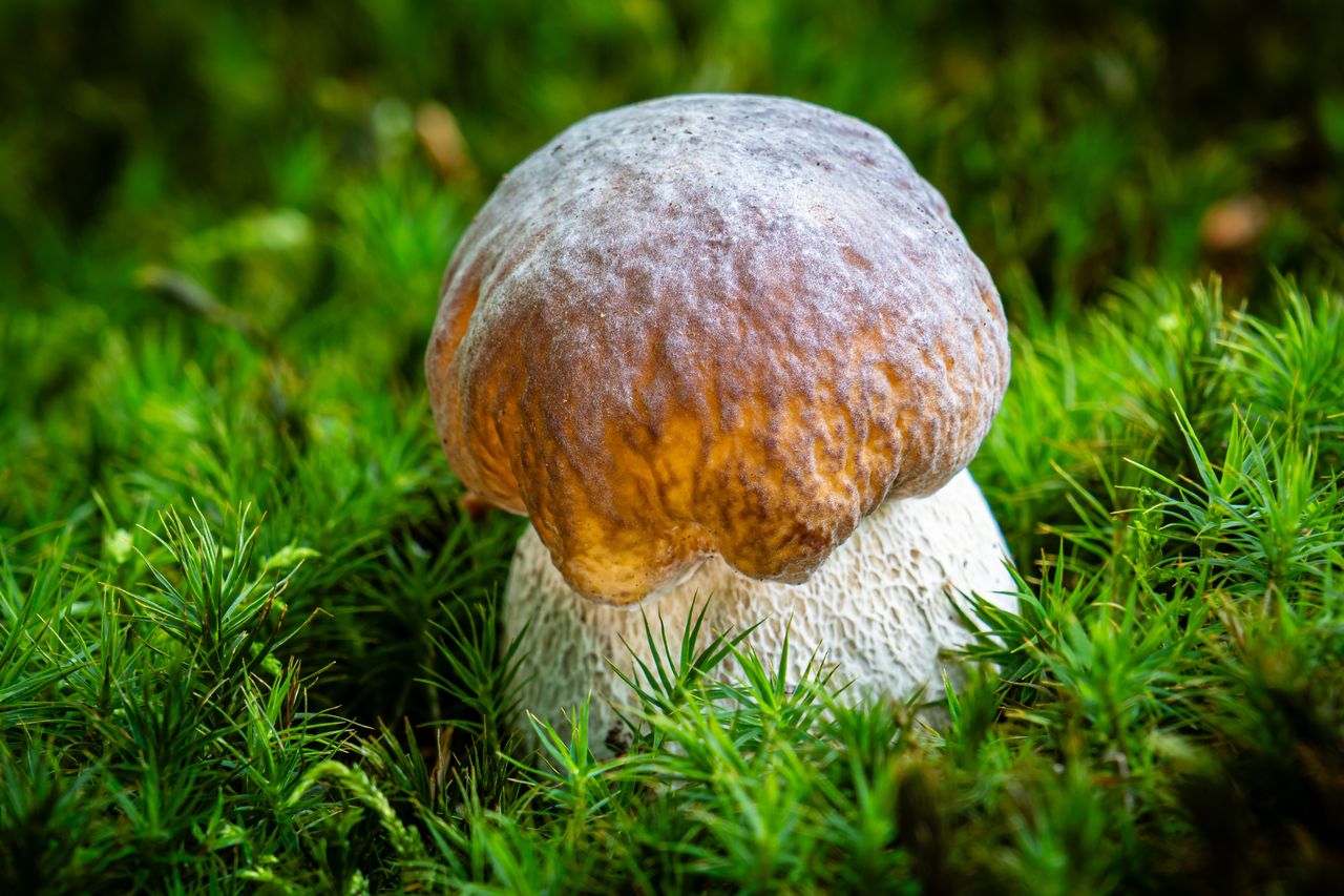 To jeden z najsmaczniejszych grzybów. Już teraz możesz go znaleźć w lesie