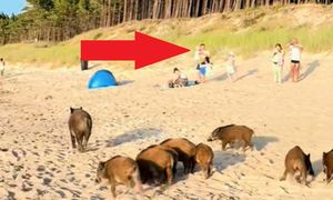 Sceny nad Bałtykiem. Nagrali reakcję plażowiczów