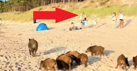 Sceny nad Bałtykiem. Nagrali reakcję plażowiczów