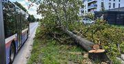 Bydgoszcz: Wycinka drzew przy Żwirki i Wigury oburzyła mieszkańców