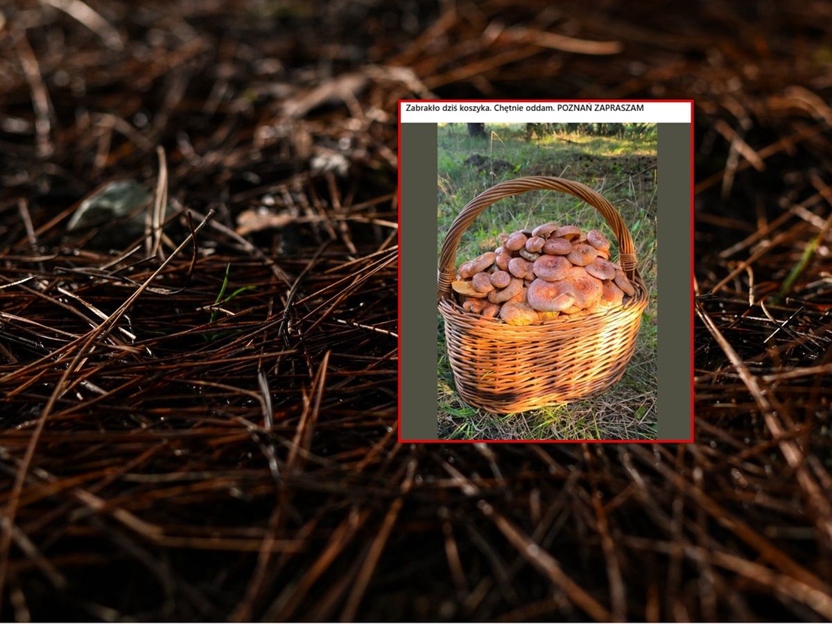 "Zabrakło koszyka". Pokazał zdjęcie z grzybobrania