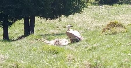 Sensacja w Nowym Targu. Leśniczy nie wierzył własnym oczom