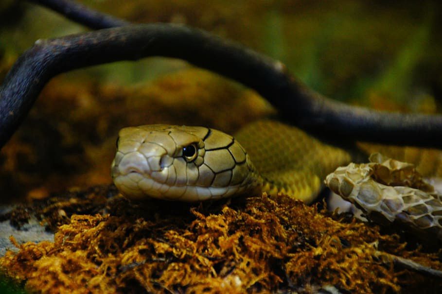 Pustynny wąż biczowy
