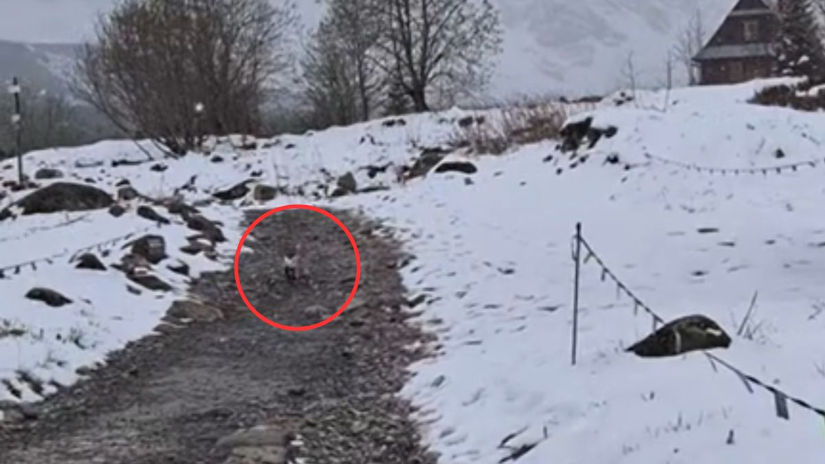 Nagrała lisa w Tatrach.