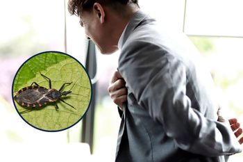 "Całujący robak" groźniejszy niż malaria. Jego ugryzienie może prowadzić do zawału i nagłej śmierci