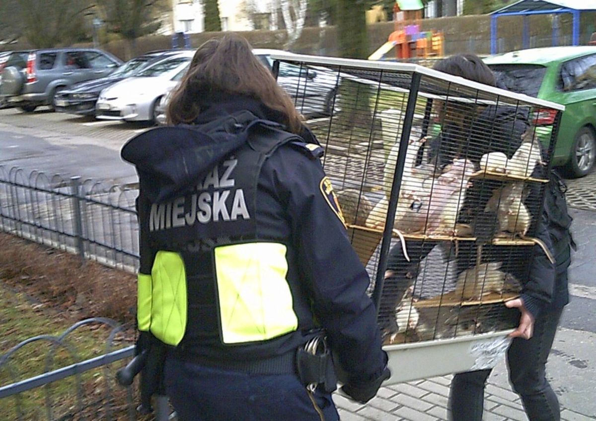 Straż Miejska zlikwidowała uciążliwą dla mieszkańców bloku hodowlę szczurów w Warszawie