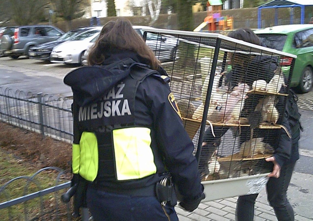 Uciążliwa hodowla szczurów. Interweniowała Straż Miejska