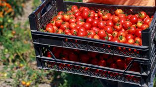 Zarobili ponad 1 mld zł na wysyłce pomidorów do Polski. Skąd pochodzą?