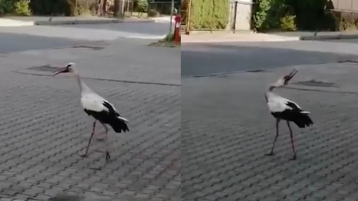 Bocian od lat urzęduje w Spytkowicach.