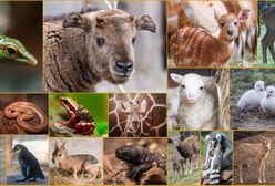 Wrocław. Słodka dzieciarnia w zoo. Sto maluchów do zobaczenia