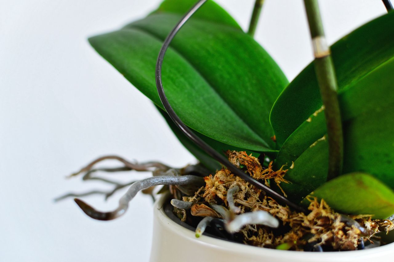 Beat winter blues: Coffee secrets for thriving orchids