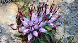 Harpagophytum procumbens - jak i kiedy stosować czarci pazur