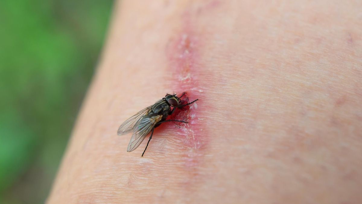 Ślina ślepaka zawiera związki toksyczne dla organizmu