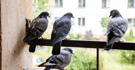Połóż na balkonie. Gołębie będą omijać szerokim łukiem