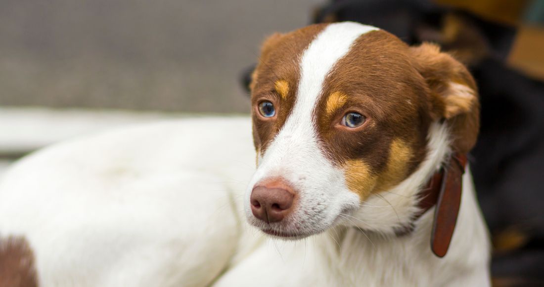 81 psów i kotów czeka na adopcję w Przylasku. Cztery zwierzęta pilnie potrzebują domu
