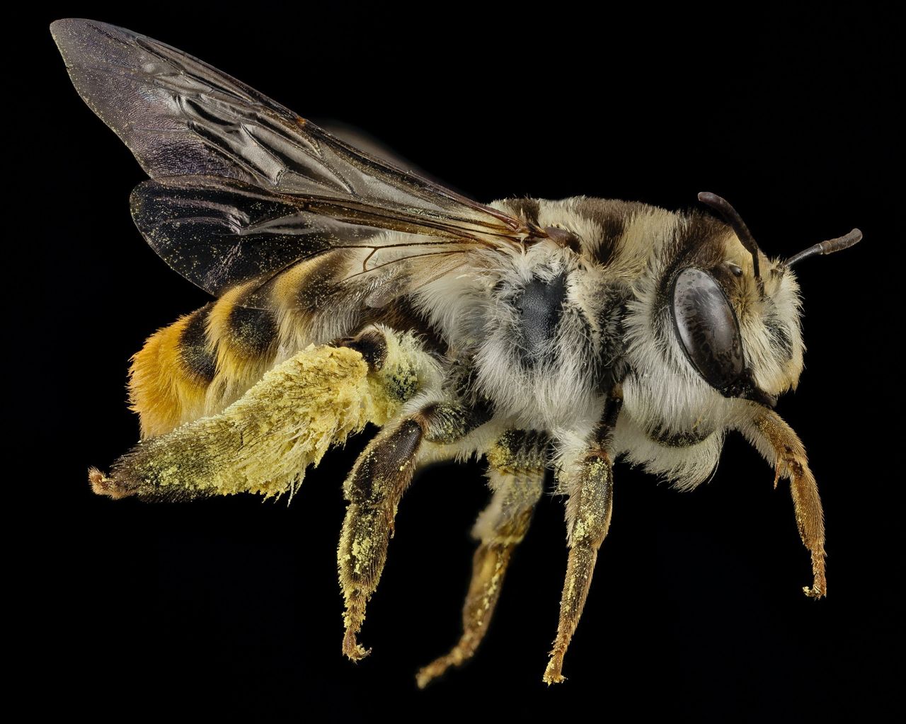 Ancient bees mummified in cocoons were discovered