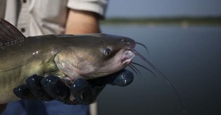 Sum gigant w Krakowie. Miał 227 cm długości