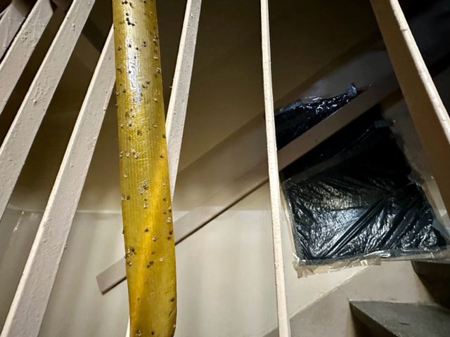 Trzonolinowiec we Wrocławiu. Tak wyglądają mieszkania   