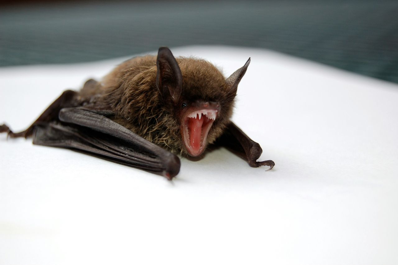 A bat with rabies attacked in Czechia