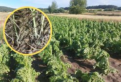 Potężne gradobicie na Lubelszczyźnie. Rolnik załamuje ręce