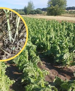 Potężne gradobicie na Lubelszczyźnie. Rolnik załamuje ręce