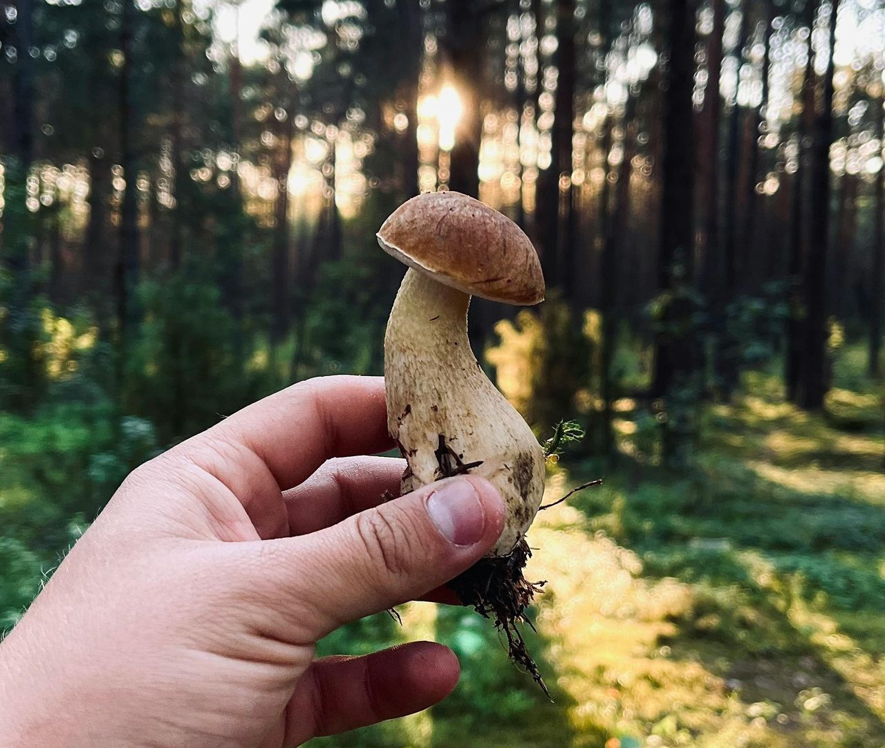 Grzybobranie 2025: Zobacz, jakie grzyby można już znaleźć w lasach