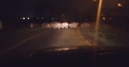 Mieszkańcy Zadębia skarżą się na grasujące dziki. „Straszą ludzi, wchodzą na posesje”