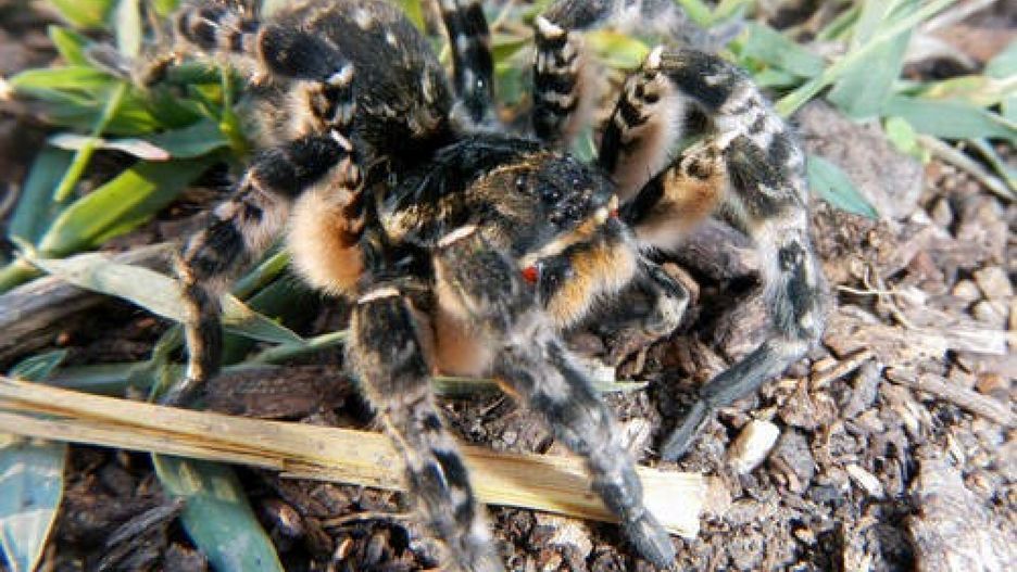 Tarantula ukraińska. Jadowity pająk dotarł do Polski