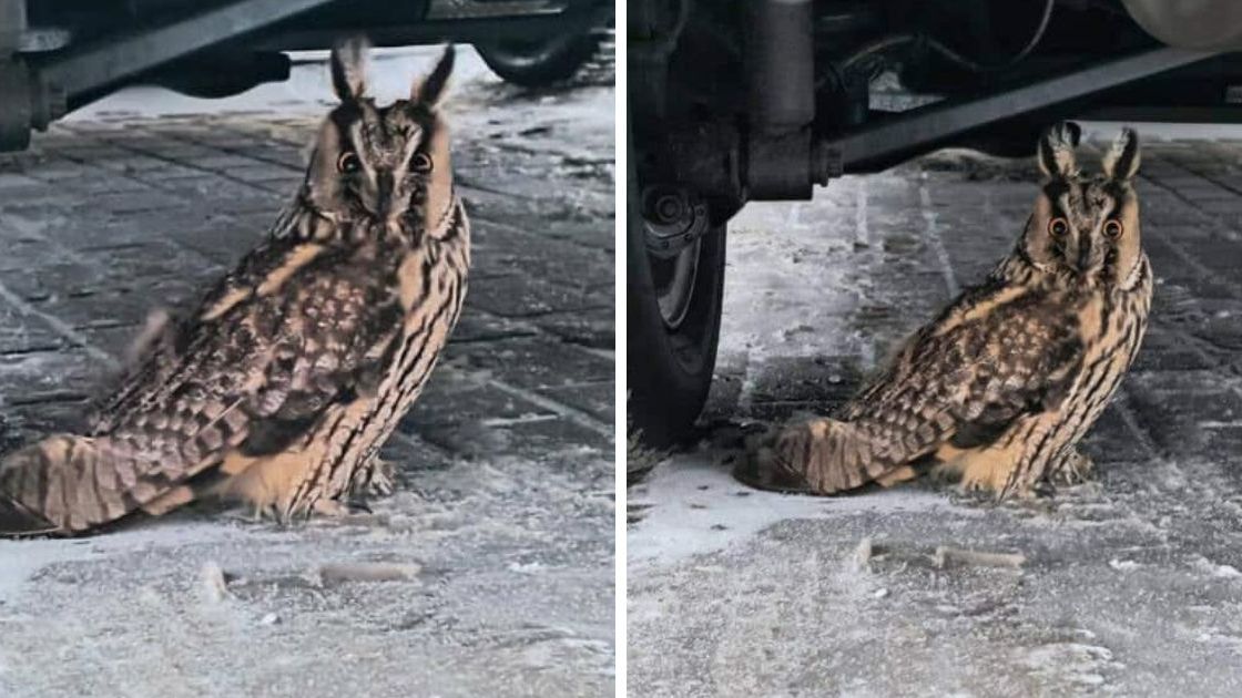 Sowa w opałach