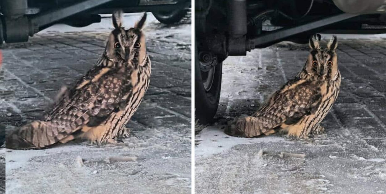 Sowa ze złamanym skrzydłem uratowana. Szybka reakcja kobiety zapobiegła tragedii