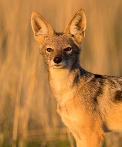 Klimat się zmienia, fauna też. Egzotyczne zwierzęta coraz częściej widziane w Polsce