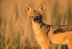 Klimat się zmienia, fauna też. Egzotyczne zwierzęta coraz częściej widziane w Polsce