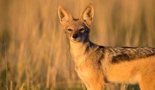 Klimat się zmienia, fauna też. Egzotyczne zwierzęta coraz częściej widziane w Polsce