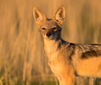 Klimat się zmienia, fauna też. Egzotyczne zwierzęta coraz częściej widziane w Polsce