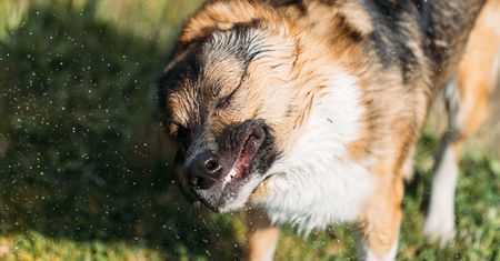 Pies trzepie głową jak po kąpieli? Czasem to drobiazg, ale ten objaw łatwo zlekceważyć