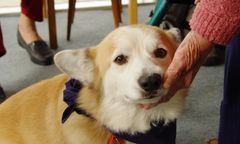 Czworonożni przyjaciele: jak psy wspierają zdrowie i dobrostan seniorów