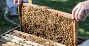 Duże pieniądze dla pszczelarzy 2025 — wkrótce ruszy nabór