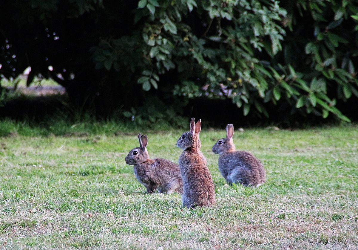 W Nowej Zelandii króliki są jednymi z największych szkodników