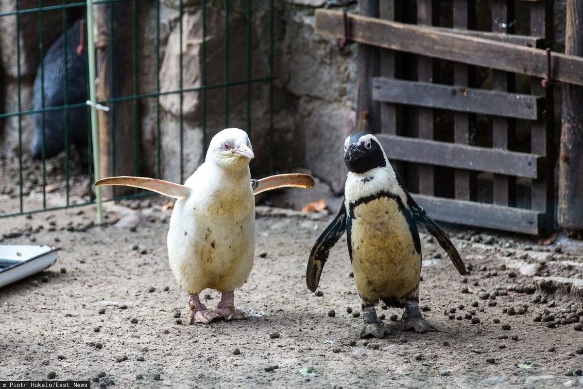 Kokosanka jest jedynym, żyjącym w niewoli, pingwinem albinosem 