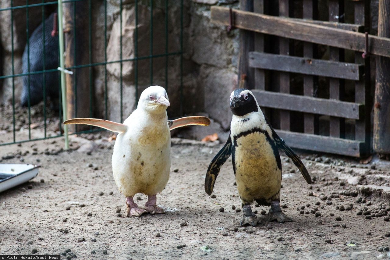 Jedyny taki pingwin na świecie. Mieszka w gdańskim zoo