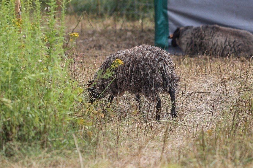 &#34;Owce na wypasie&#34; (zdj. z 2022 roku).