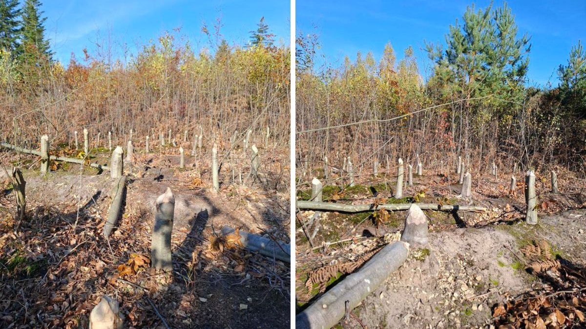 Bobry w Nadleśnictwie Tuszyma
