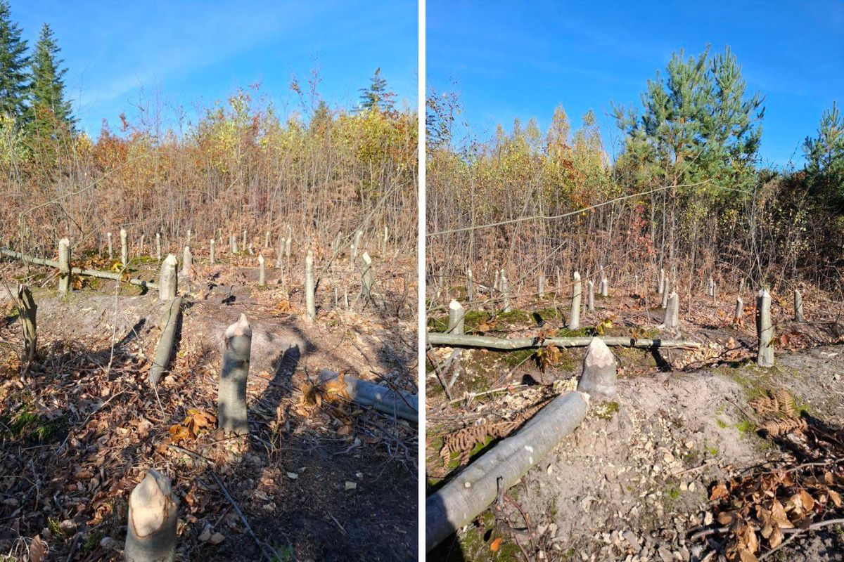 "Był las, nie ma lasu". Leśnicy pokazali tajemnicze zniszczenia