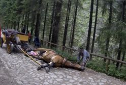 Dolina Chochołowska. Koń stracił siły i padł z wycieńczenia. Po kilku minutach woźnica zaprzągł go do dorożki