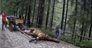 Dolina Chochołowska. Koń stracił siły i padł z wycieńczenia. Po kilku minutach woźnica zaprzągł go do dorożki