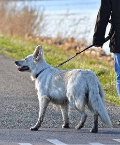 Podatek od psa. Od 2023 r. właściciele czworonogów zapłacą więcej