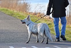 Podatek od psa. Od 2023 r. właściciele czworonogów zapłacą więcej